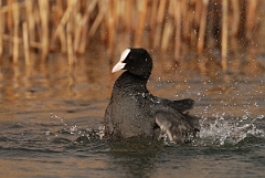 David Plant Photography - Wildlife Photography - Coot - H